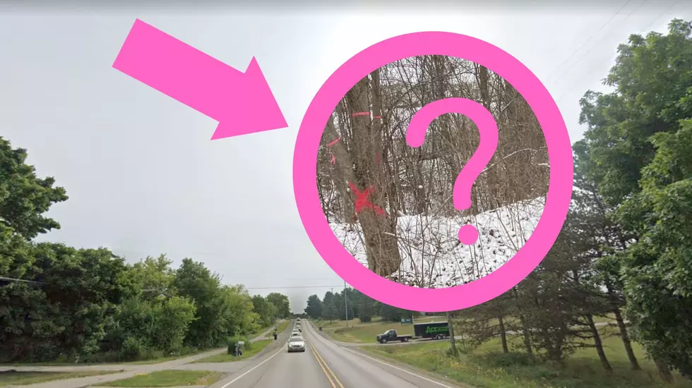 What Does The Pink &#8216;X&#8217; And Ribbon Mean On Grand Blanc Road Trees?