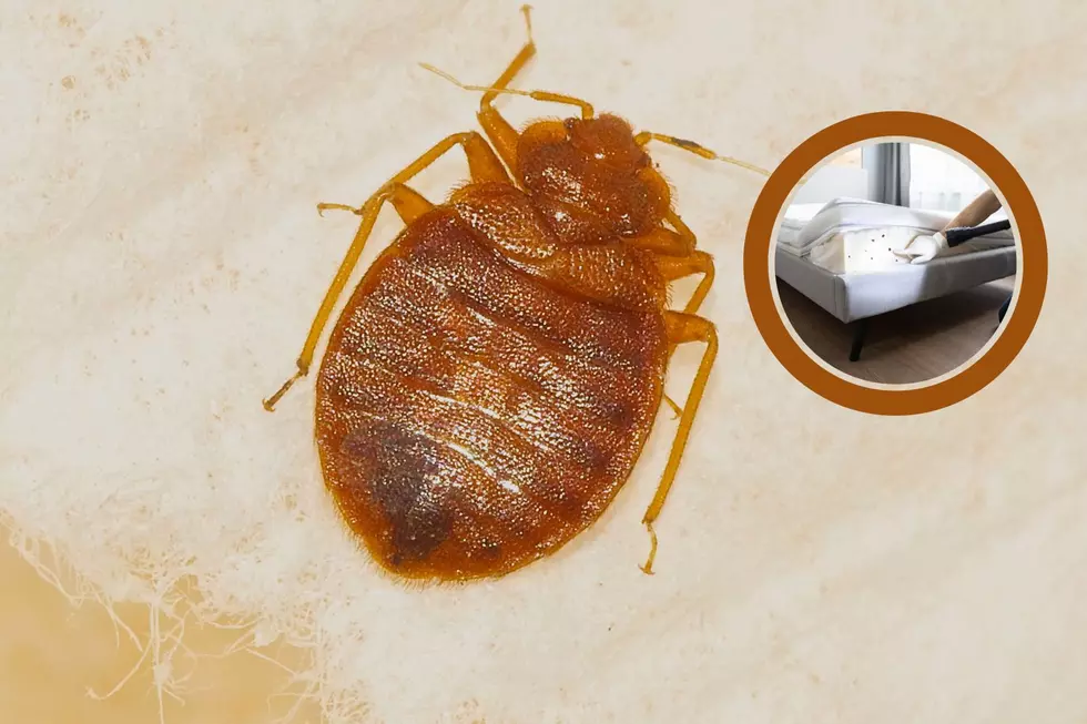 Bed Bug Alert! These Michigan Cities Are Ranked Worst in America