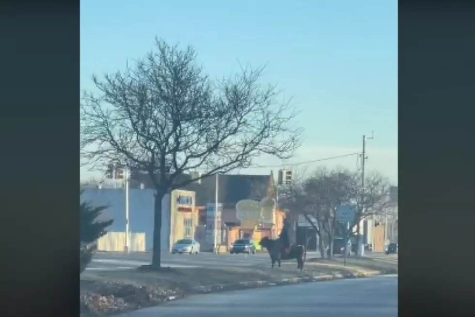 A Guy Riding a Cow on Woodward Ave. – Even Detroiters Say WTH? [NSFW VIDEO]
