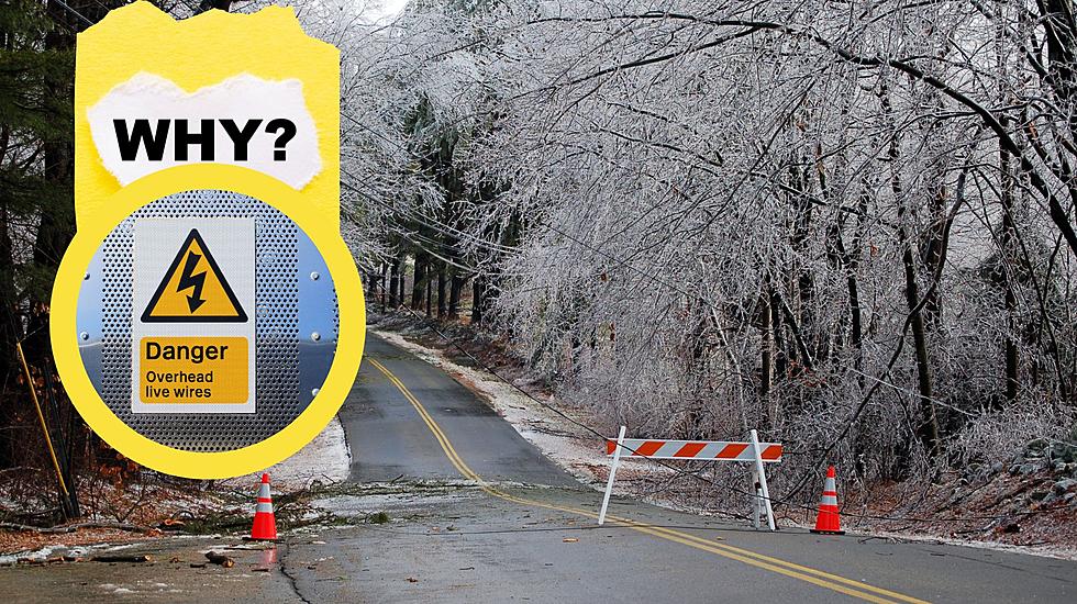 Hi, We’re the Problem: Stop Planting Trees Under Michigan Power Lines