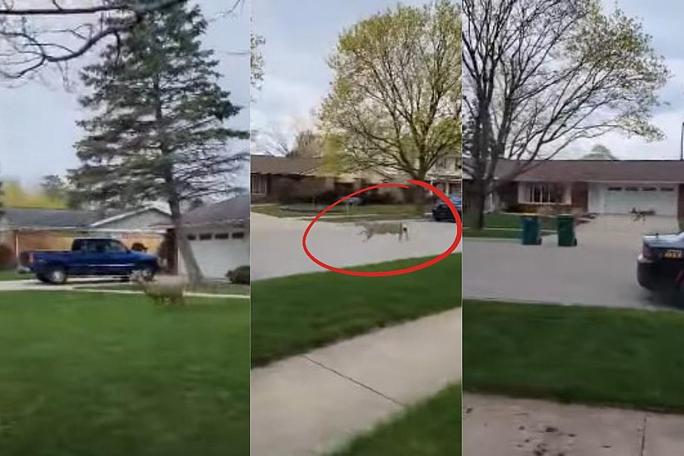 Oh Deer! Unwelcomed Guest Crashes Through Michigan Family’s Bedroom Window