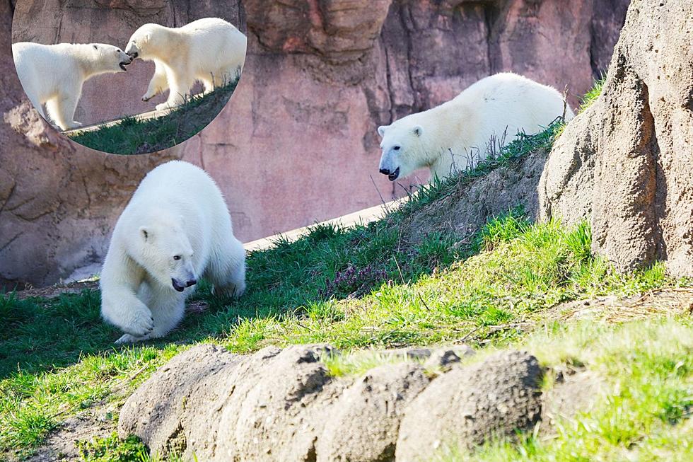 Sisterly Love! Polar Bear Twins Sweetly Reunited at Detroit Zoo