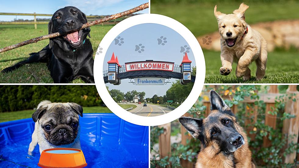 ‘Hooman:’ Can We Please Go to Dog Bowl Fest in Frankenmuth, MI?