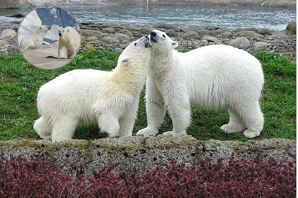 A Tough Goodbye: Detroit&#8217;s Adorable Polar Bear Cubs Head to New Zoo