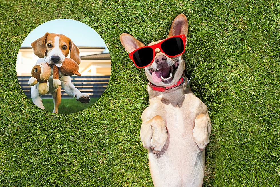 New App Let’s You Rent Space For Your Dogs To Play