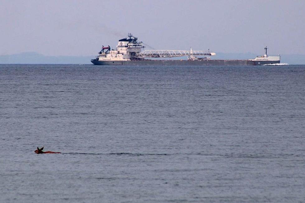 Northern Michigan Couple Captures Majestic Deer Enjoying a Dip in Straits of Mackinac