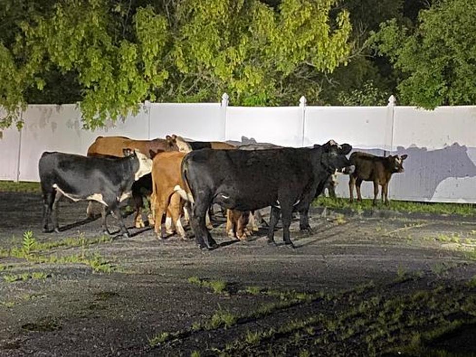 Grand Blanc Police Officers Wrangle Herd of Wayward Cows on Dort Hwy.