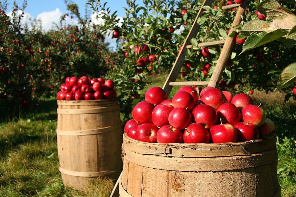 Fall's Tastiest! Two Michigan Apple Orchards Named Top 10 in U.S.