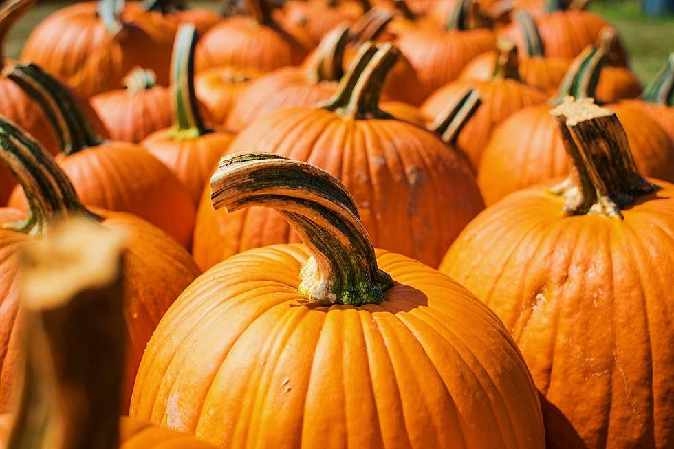 Celebrate Fall! Michigan Pumpkin Patch Ranked  America's Top 25