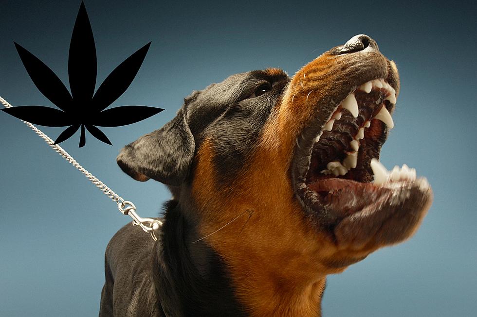 Dog Attacks Michigan Woman on Toilet After Being Fed THC Gummy
