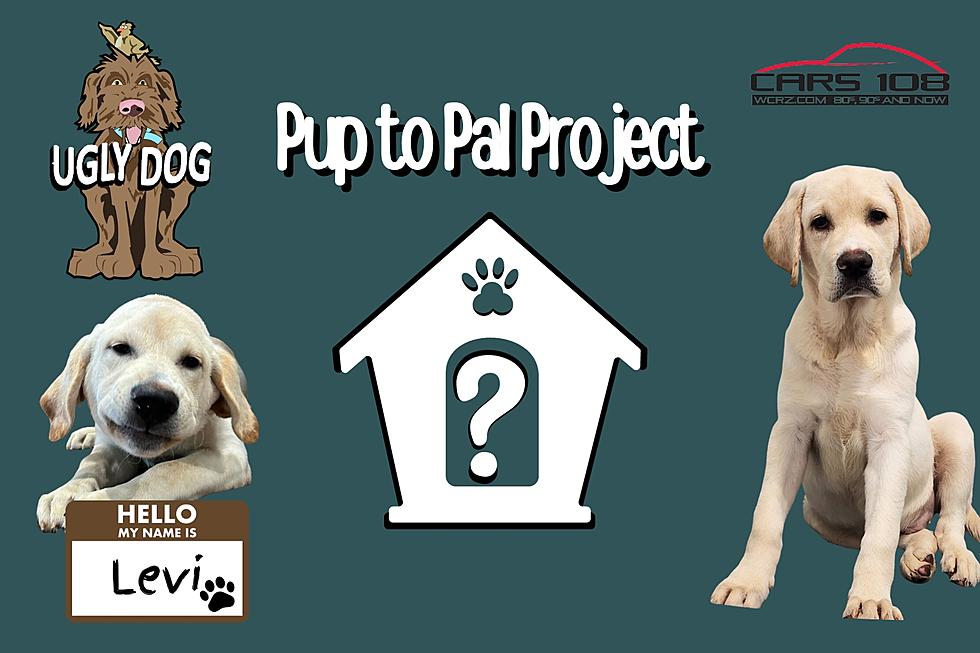 Cars 108's 'Pup to Pal' Project - Meet Levi