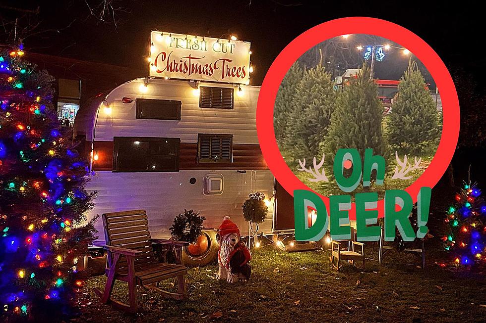 Not Timely. Deer Destroy a Michigan Christmas Tree Farm’s Crop