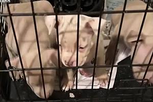 Litter of Pricey Puppies Stolen From Dearborn Home, Owner Offers...