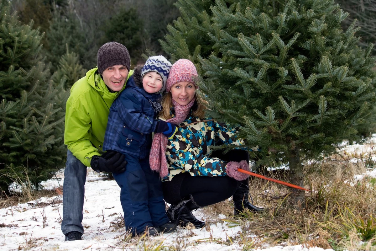 Michiganders Can Cut Down Their Own Christmas Tree For $5