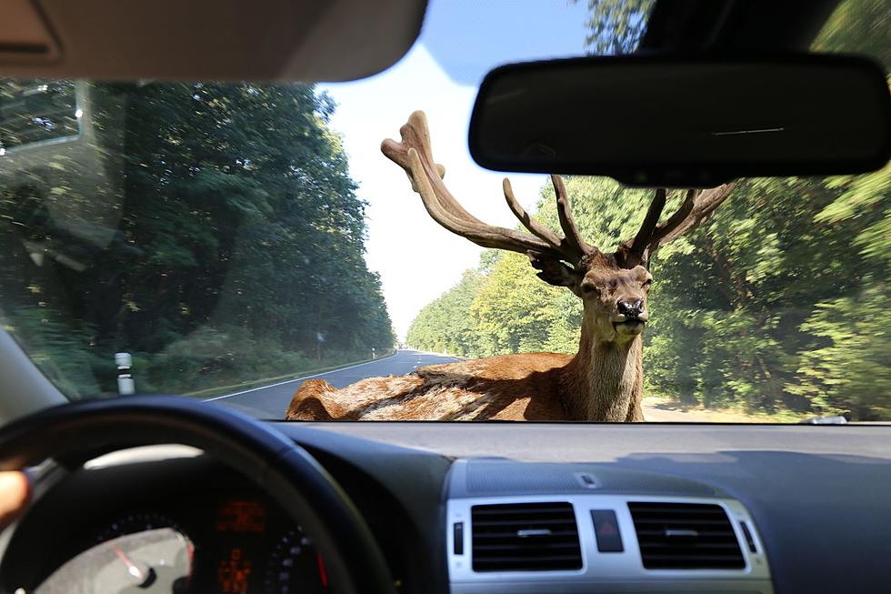 Why So Many Deer On the Roads Right Now in Michigan?