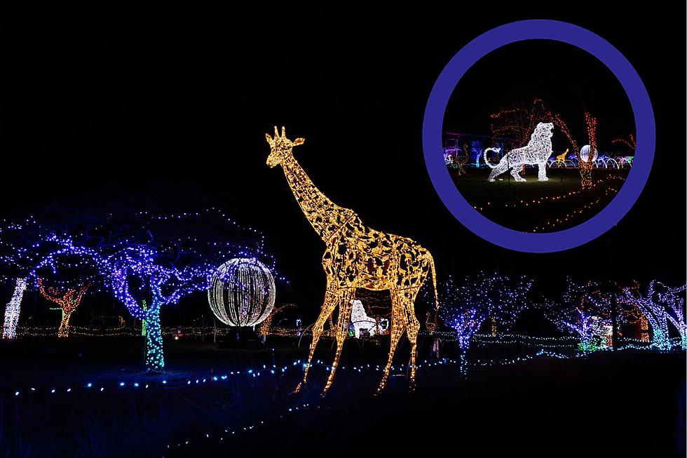 Holiday Magic Is Back! Wild Lights Returns to Detroit Zoo