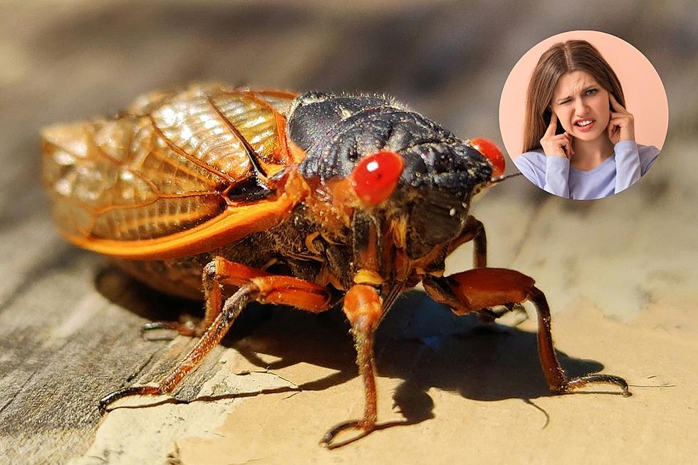 Cicada Invasion: Is Michigan Bracing For a 221-Year Phenomenon?