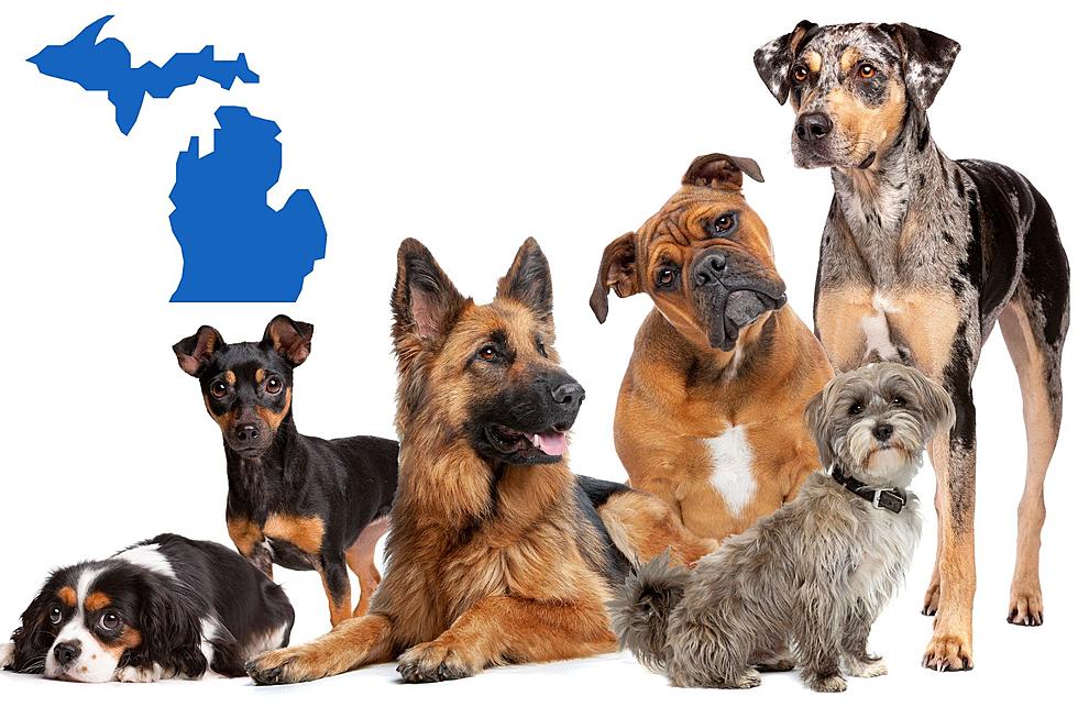Gentle And Affectionate! This is Michigan&#8217;s Favorite Dog Breed