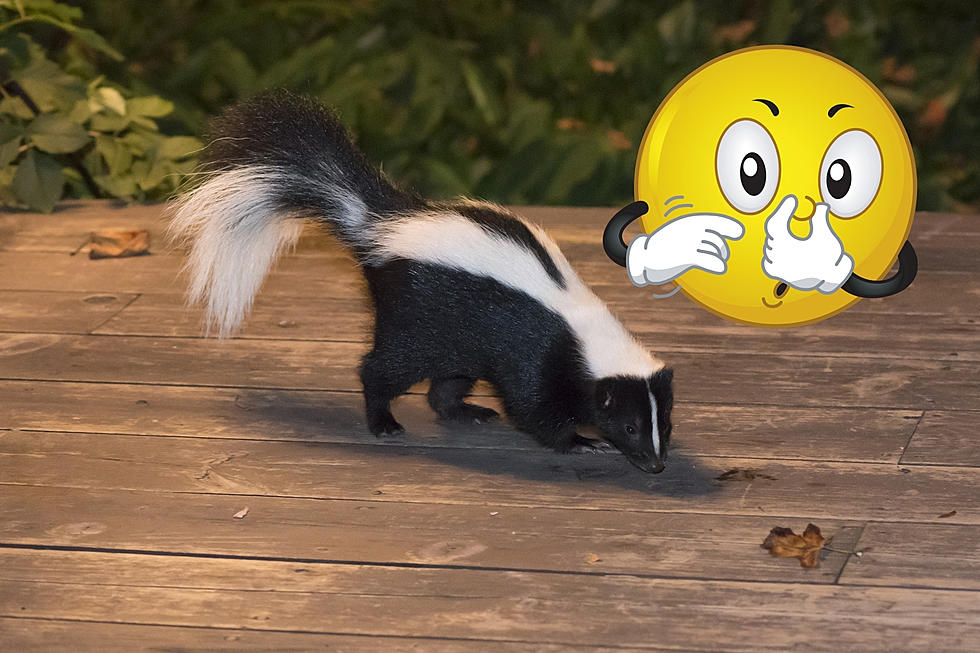 Skunk Mating Season in Michigan - How to Avoid a Stinky Situation