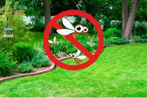 Have Mosquito Free Michigan Summer Planting These 9 Things
