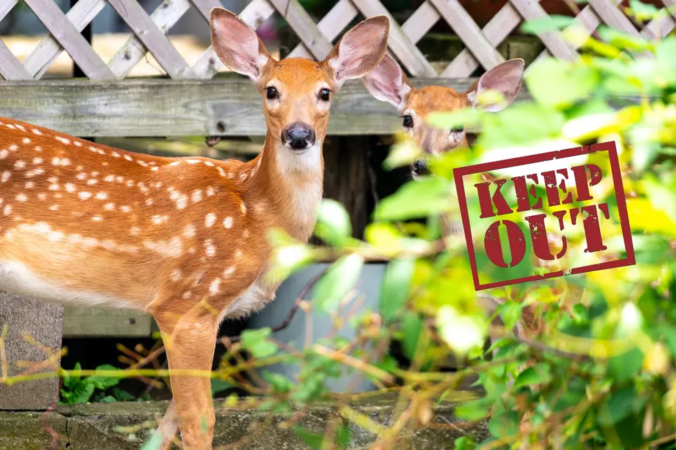 Keep Your Michigan Garden Deer Free with These 10 Plants