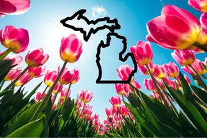 Tulip Time in Holland! What You Need to Know About America’s...