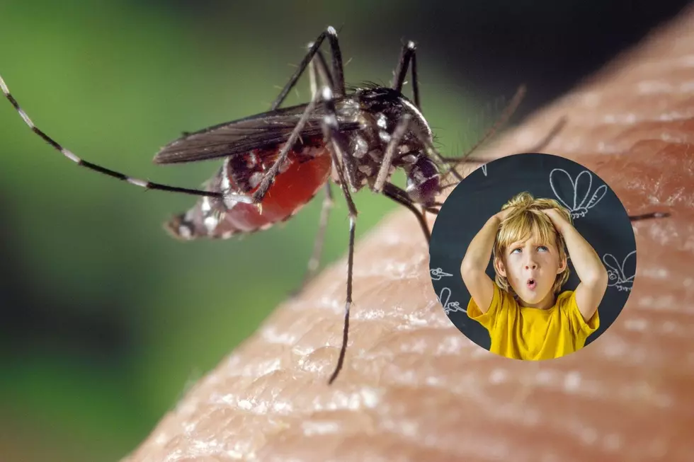 Michigan City Makes Top 10 Most Mosquito Infested In America