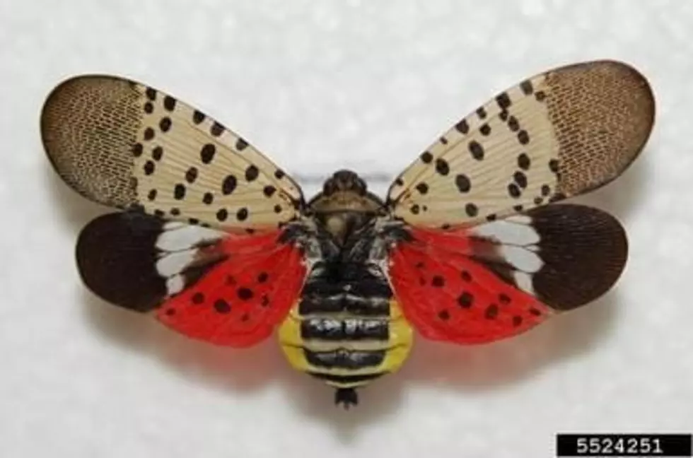 Round Two: Invasive Spotted Lanternfly Has Landed in Michigan