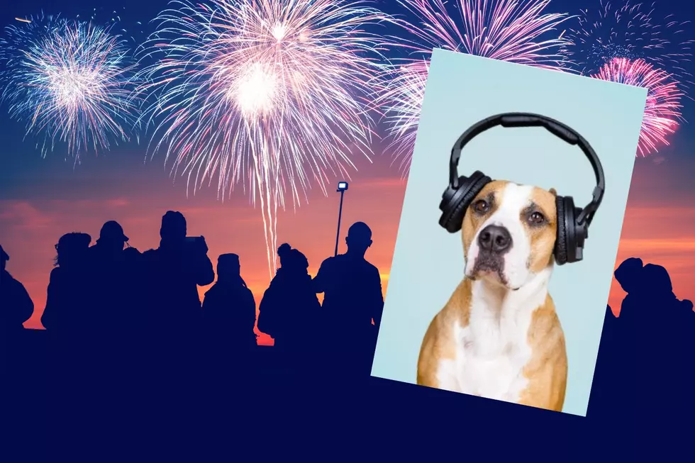 Heads Up, Michigan – More Pets Go Missing on July 4 Than Any Other Day of the Year