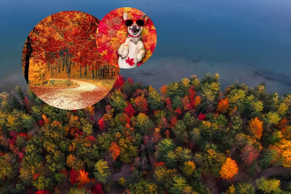 Michigan Fall Colors in 2024 Your Ultimate Peak Colors Guide