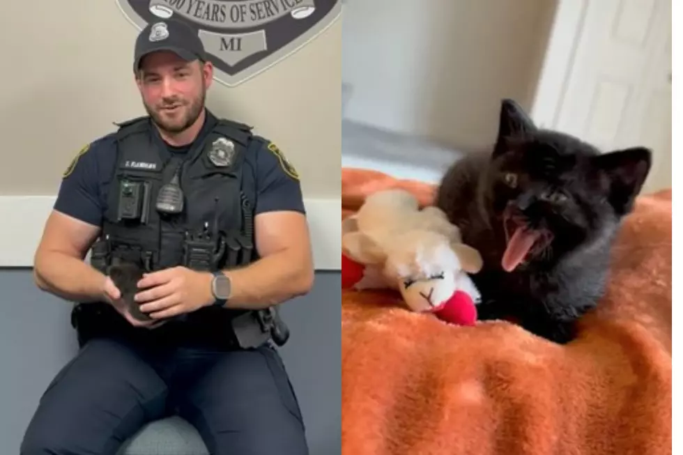Watch: Rochester Police Officer Adopts Kitten After Roadway Rescue
