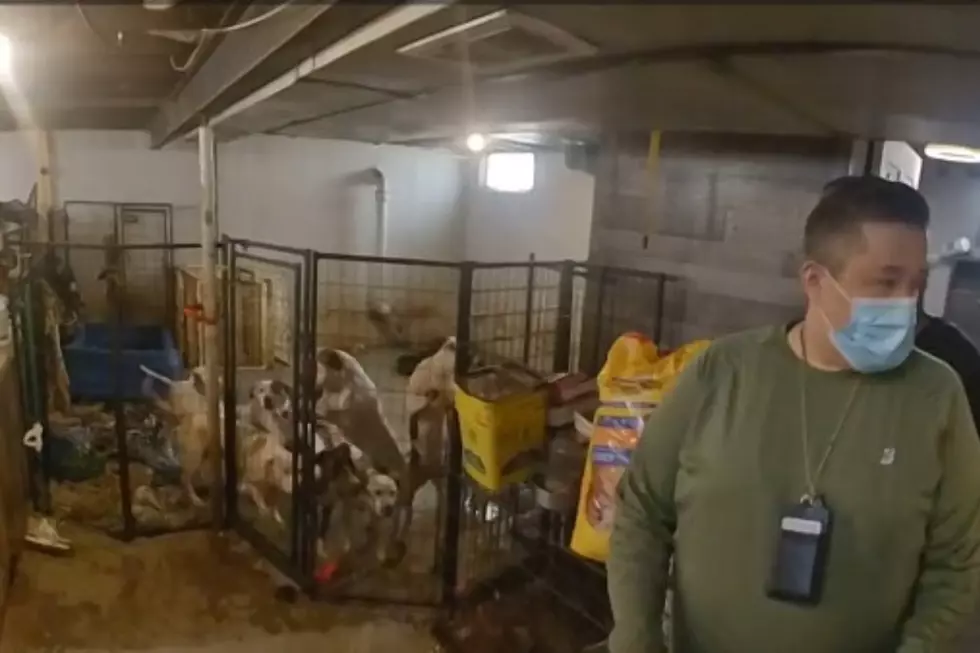 Officials Rescue 30+ Animals From Pontiac Home in Deplorable Condition