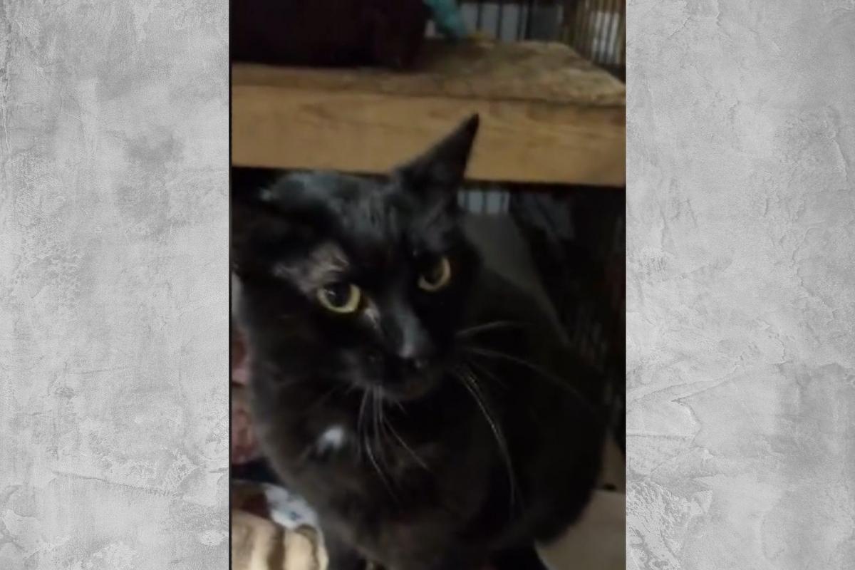 Michigan Animal Shelter Discovers Stray Cat’s Owner Lives in Germ