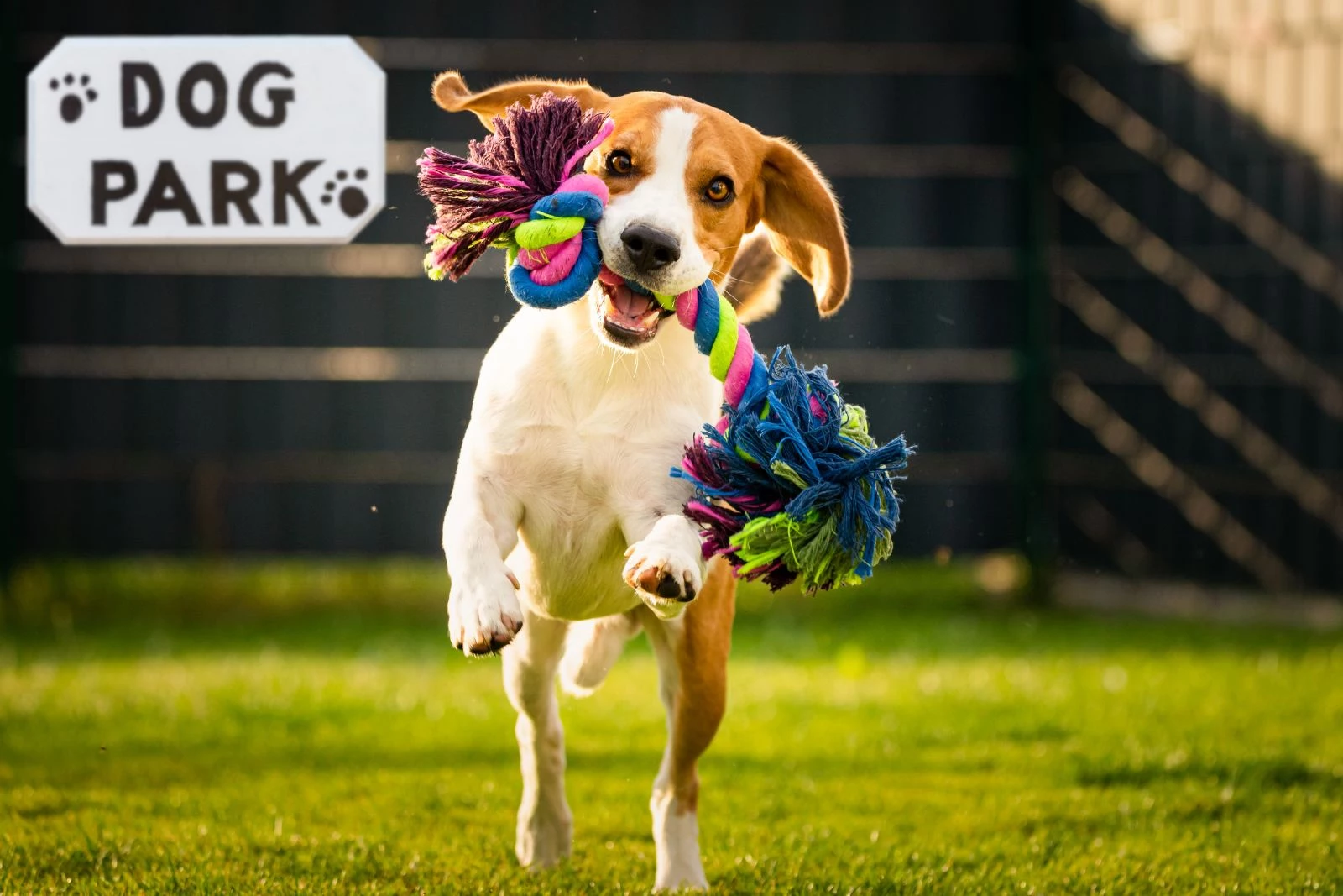 Genesee County Dog Parks: When Each One Opened, image size:1600x1067