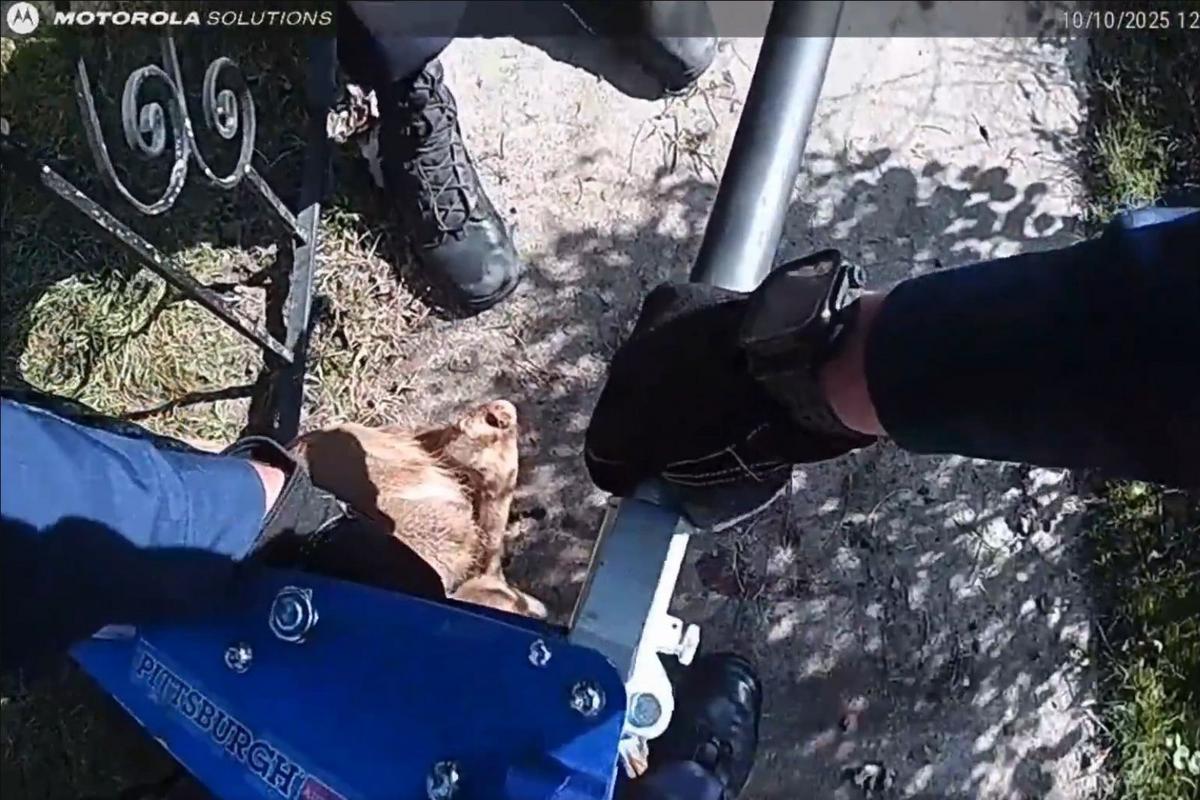 Watch: Michigan Troopers Save Trapped Deer with Floor Jack