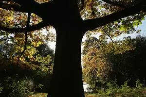 Tree Thieves Are Targeting Flint Area Land Bank Properties