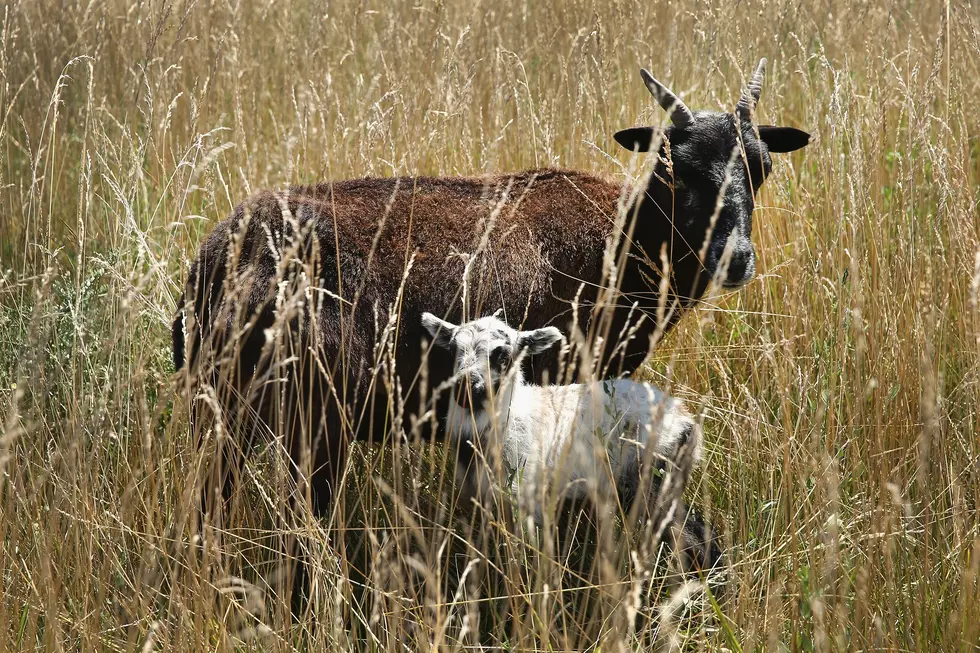 Animal Remains Found at Abandoned Mundy Township Property