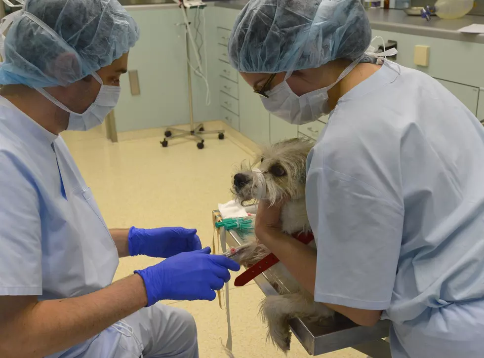 Elderly Michigan Dog Was Stolen, Then Found 80% Burned