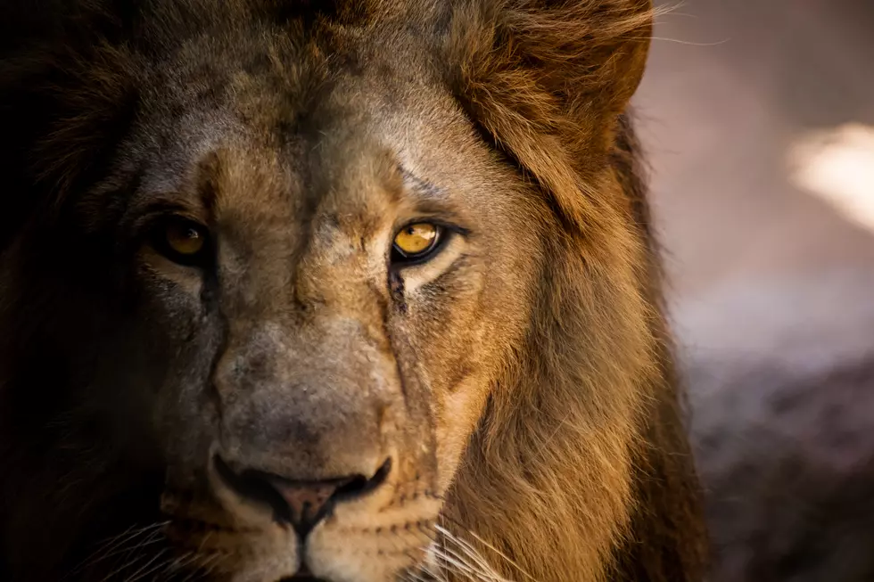 Win Tickets to the Locked Zoo Event at John Ball Zoo From Michigan Auto Law!