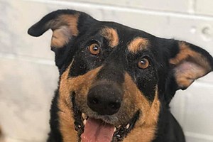 Hoyt Needs a home. Learn how you can adopt him