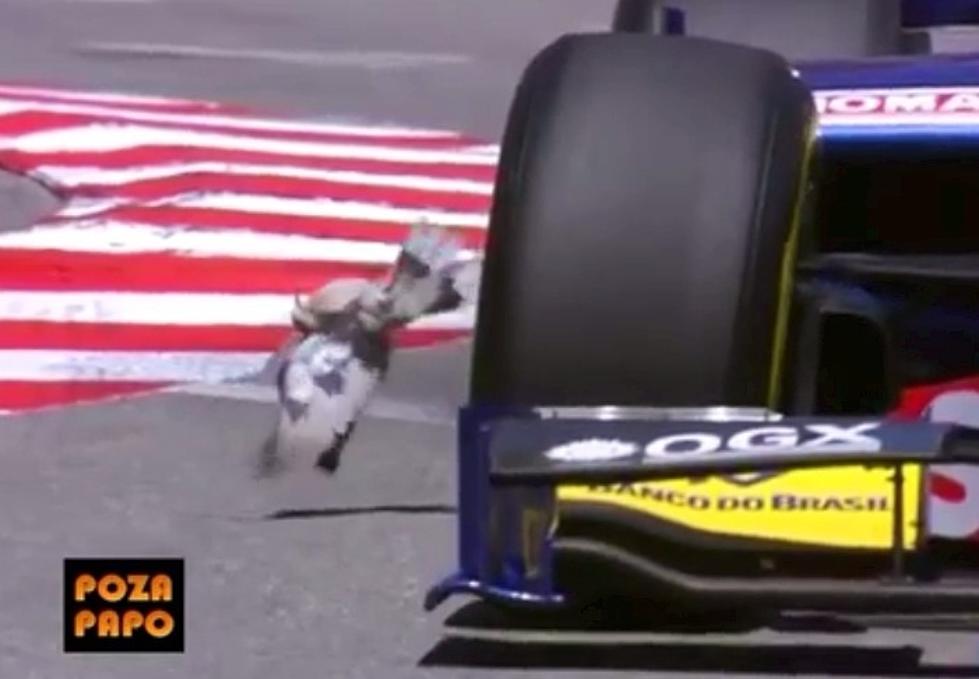 Matrix Pigeon Just Misses Becoming Road Kill at Monaco [VIDEO]
