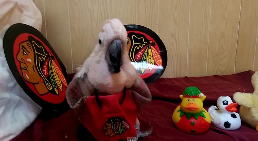 Blackhawks Fan Has Cockatoo with Creepy Laugh Who Likes to Throw Ducks [VIDEO]