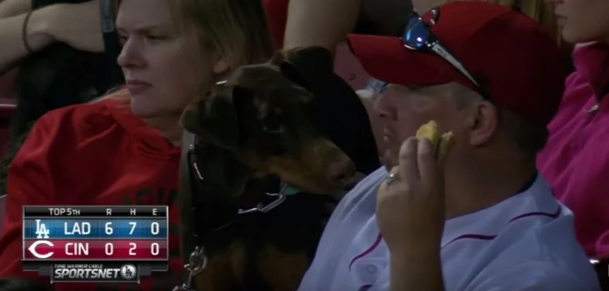 This Dog Wanted a Hot Dog at Reds 'Bark in the Park' Night