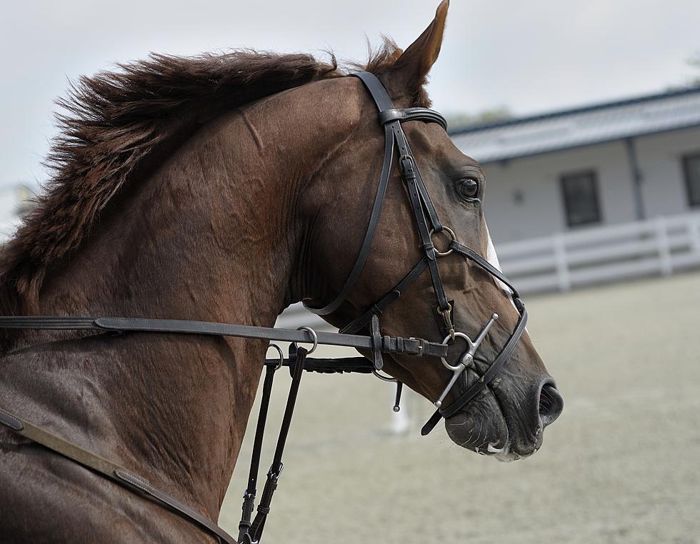 Horse Racing Calendar Heats up in March, as We Get Into Path to the Kentucky Derby