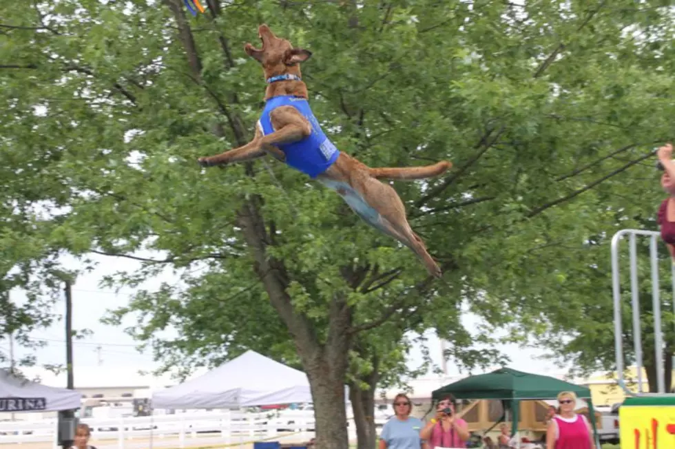 Ultimate Air Dogs at the Northeast Outdoor Show