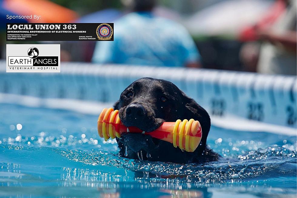Get Ready to Make a Splash: Ultimate Air Dogs Coming to Northeast Outdoor Show!