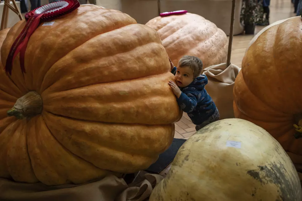 2019 Pumpkins for the Pov