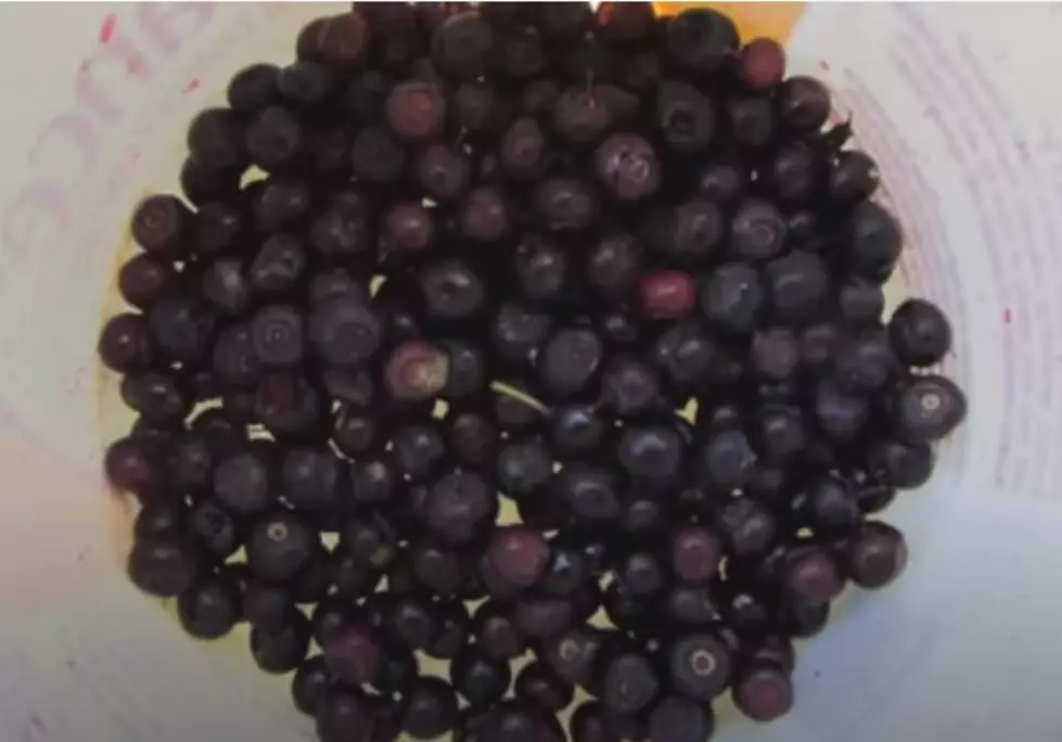 What to Know Before You Go Huckleberry Picking in Montana