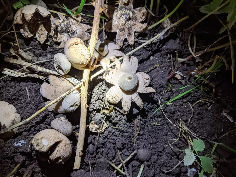 Check Out These Cool Mushrooms We Found in Our Yard