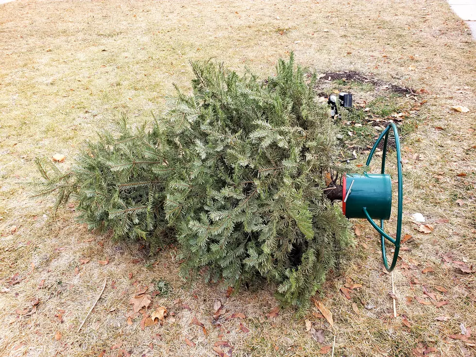 Still Time to Recycle Christmas Trees in Missoula